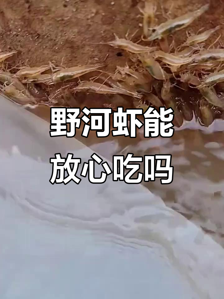 野生河虾能吃吗?会不会有寄生虫风险