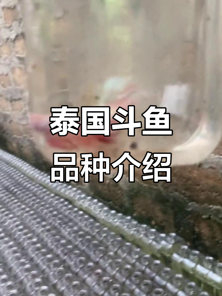 泰国斗鱼养殖揭秘:从纯白到大耳,荧光色彩全解析