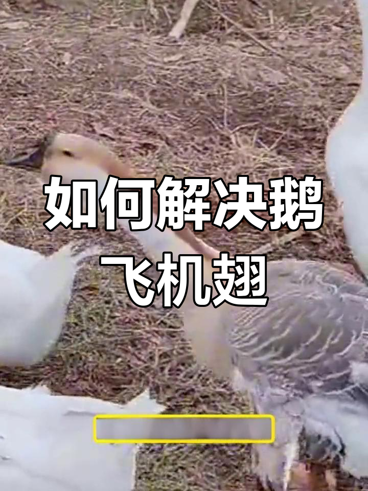 鹅翅膀外翻的原因与解决方法