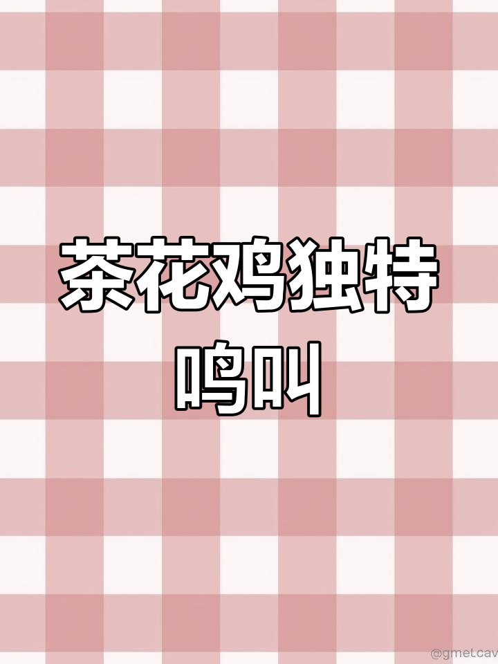 泰国茶花鸡原声大揭秘,听!这叫声太有趣了