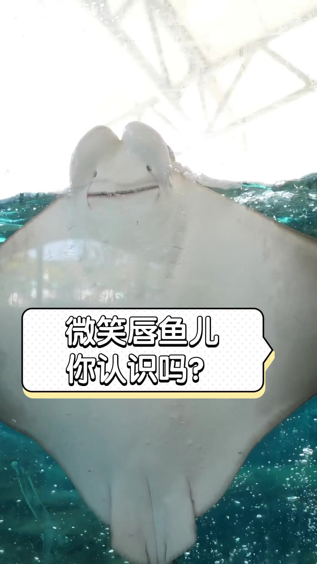 微笑唇鱼儿,你认识吗?
