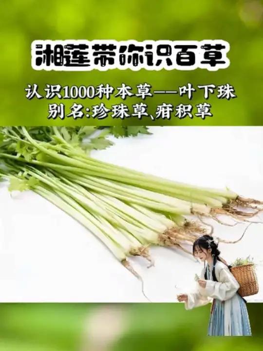 吃芹菜千万别把芹菜根丢弃,它原来有那么多的妙用,你知道吗