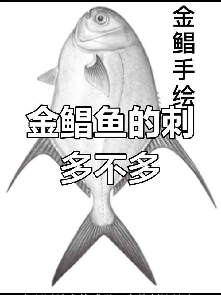 金鲳鱼刺少吗?