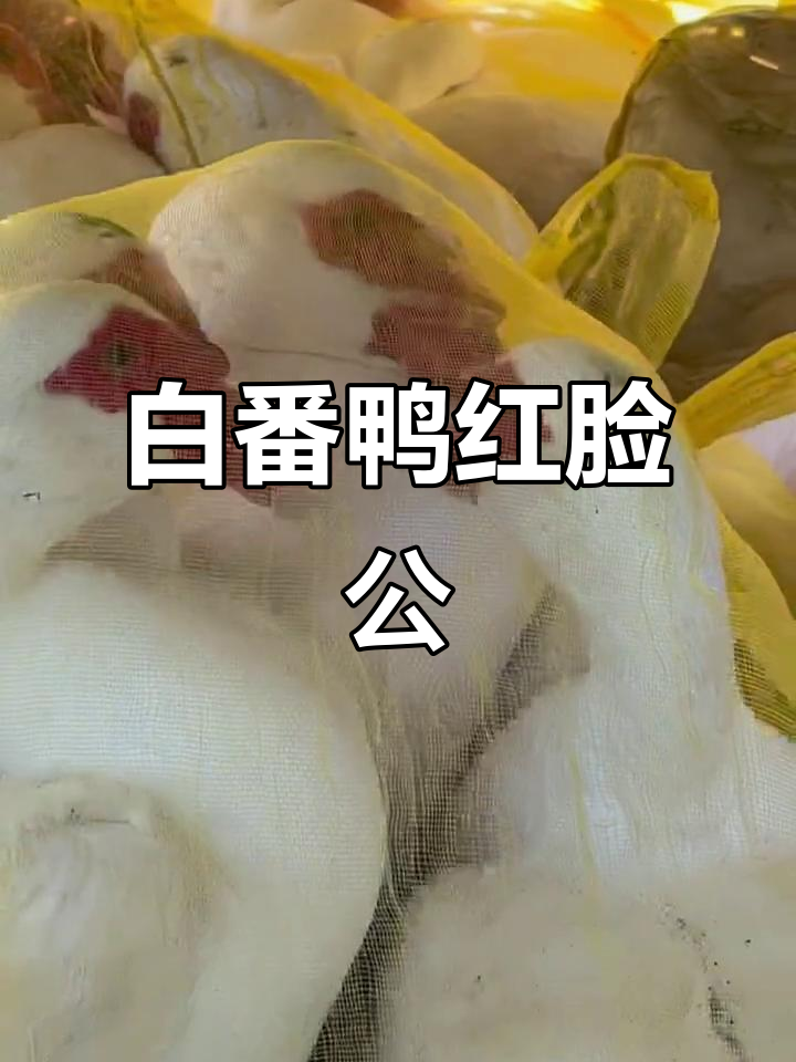 白番鸭公红脸,可爱萌态尽显
