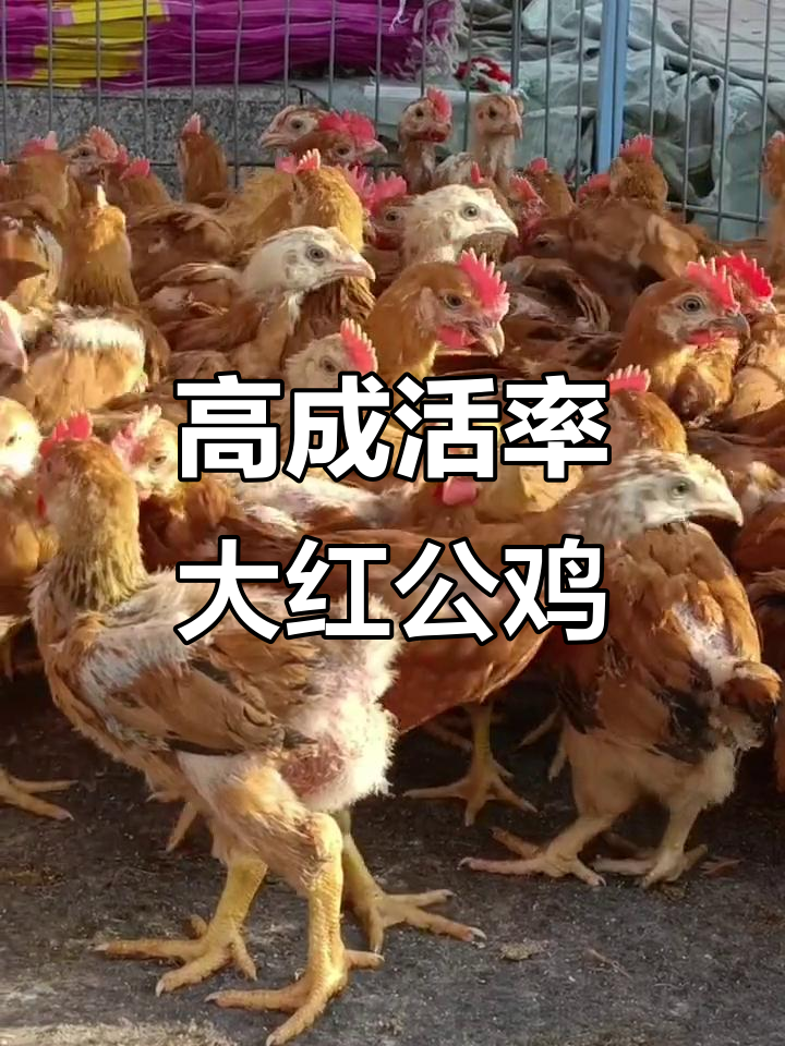 红玉三八零大红公鸡苗,成活率高、长势快