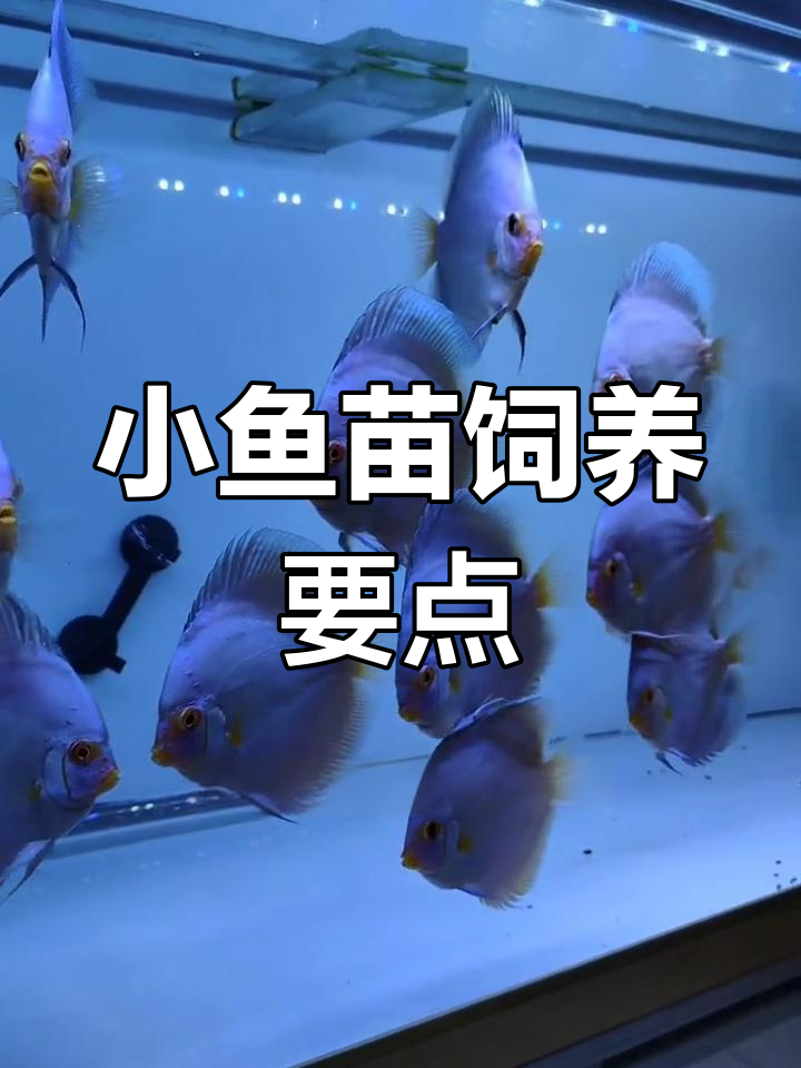 七彩神仙鱼饲养技巧:如何避免空间过大