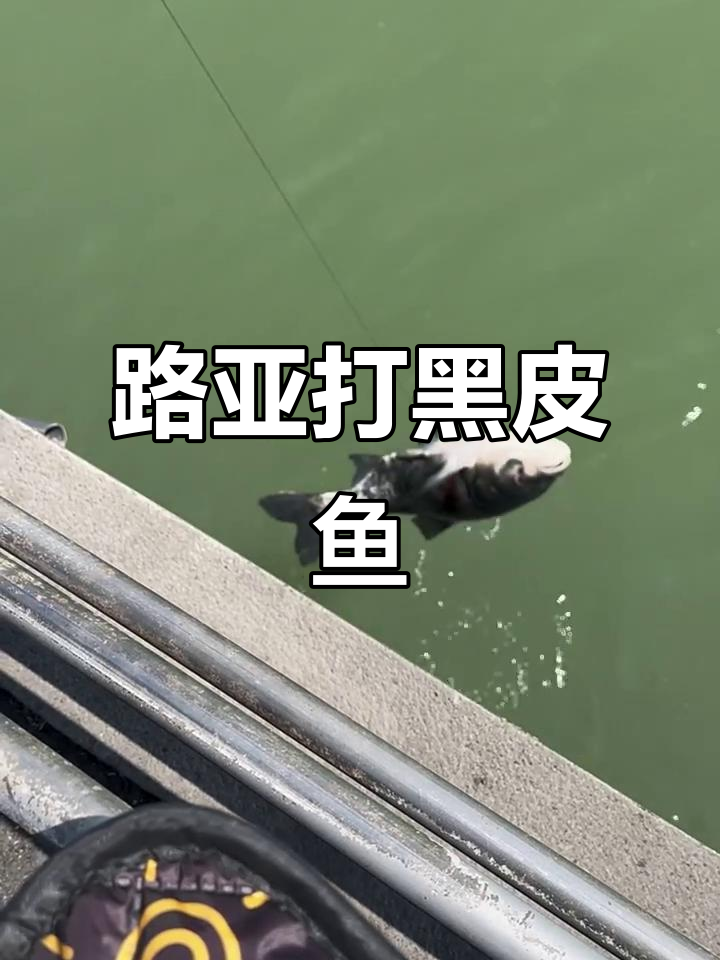 大连十斤黑皮鱼硬提,路亚雷强挑战成功