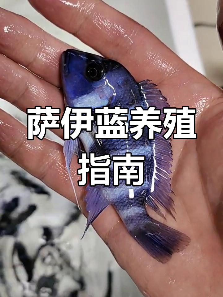 萨伊蓝饲养技巧大揭秘,如何挑选健康鱼苗