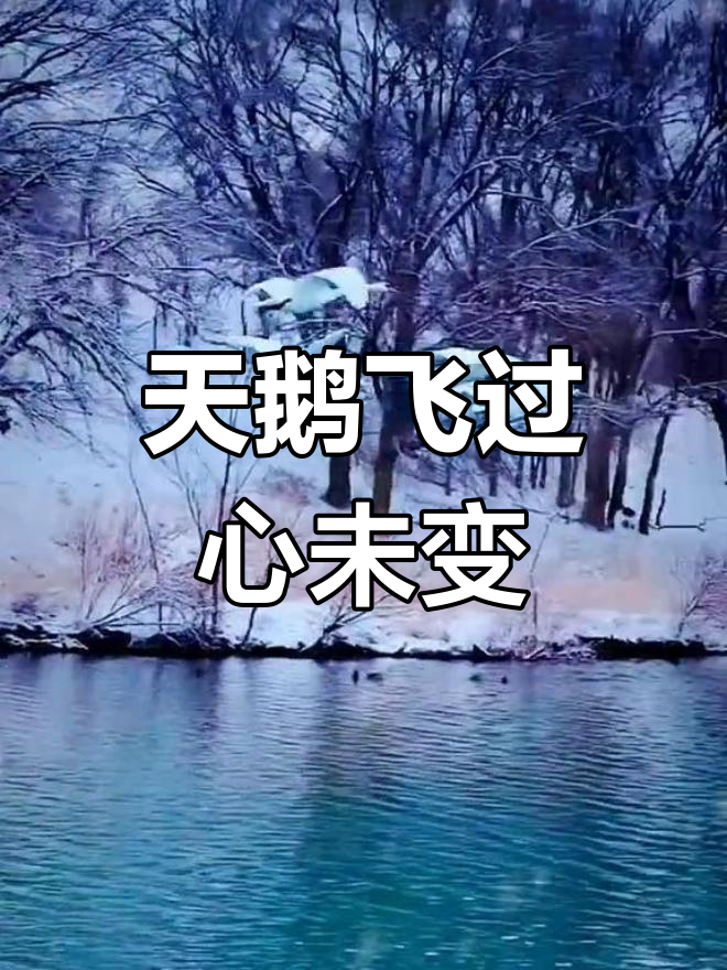 美丽的天鹅飞翔,传递祝福与爱