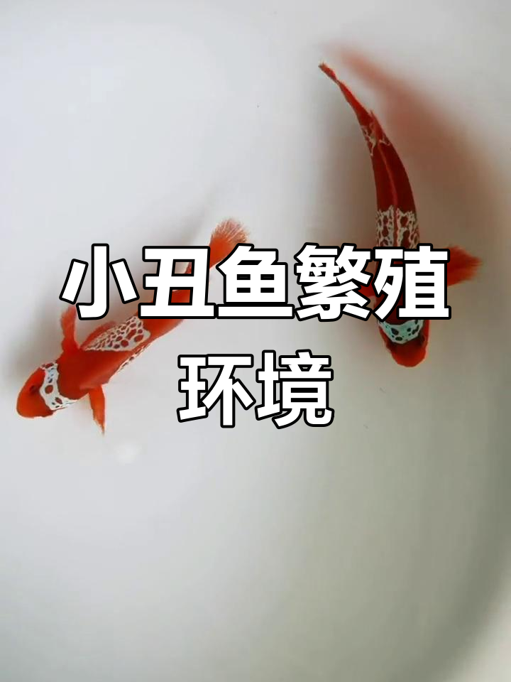 闪电小丑鱼配对技巧
