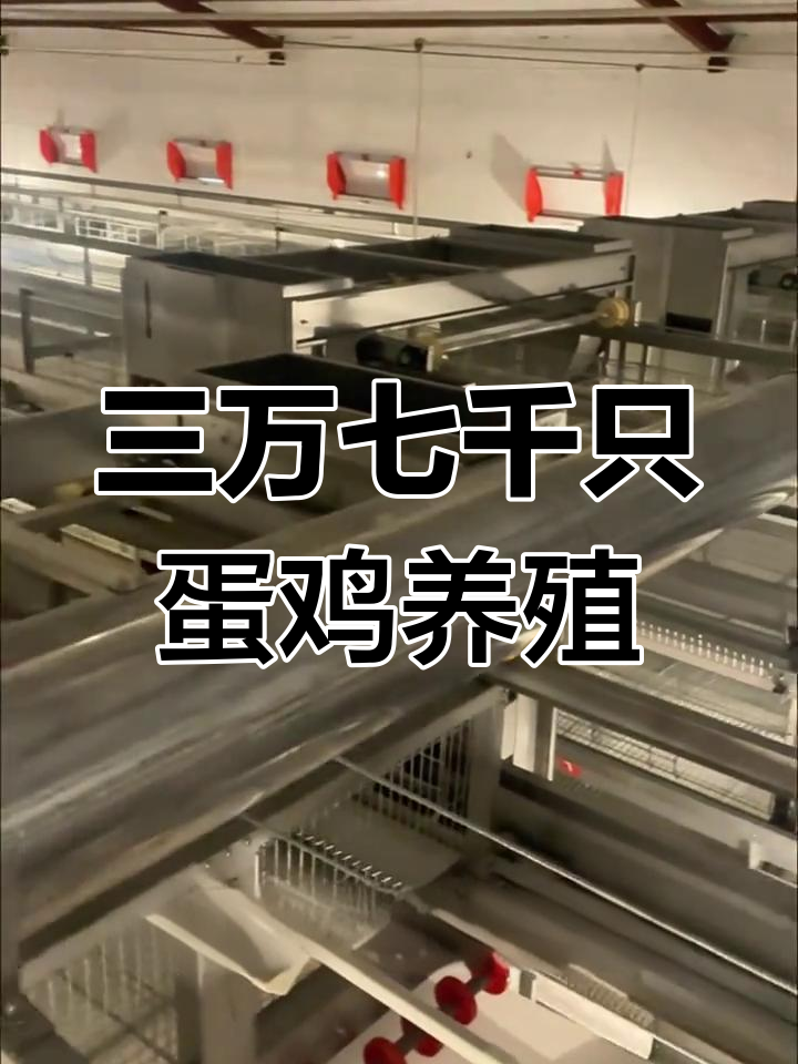3.7万只蛋鸡养殖设备规划,四层笼子全解析