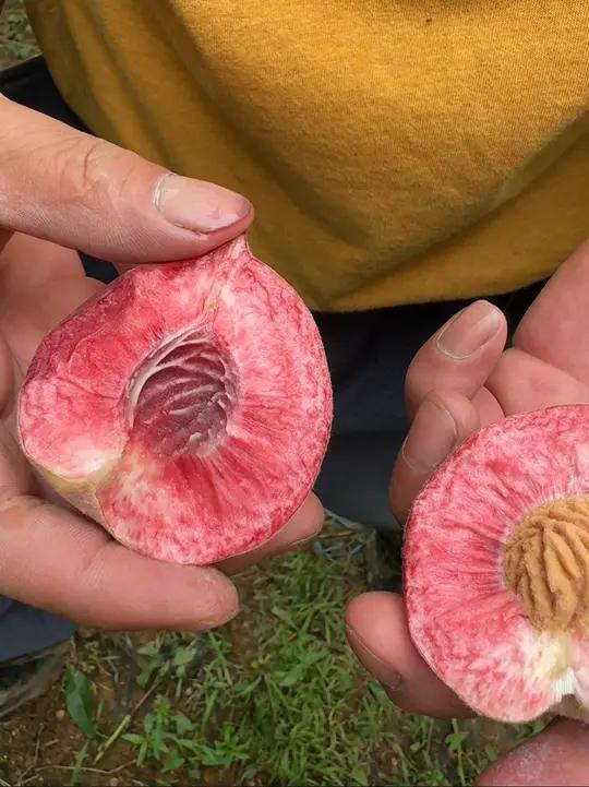 溧阳陶家村的野鸡红成熟了