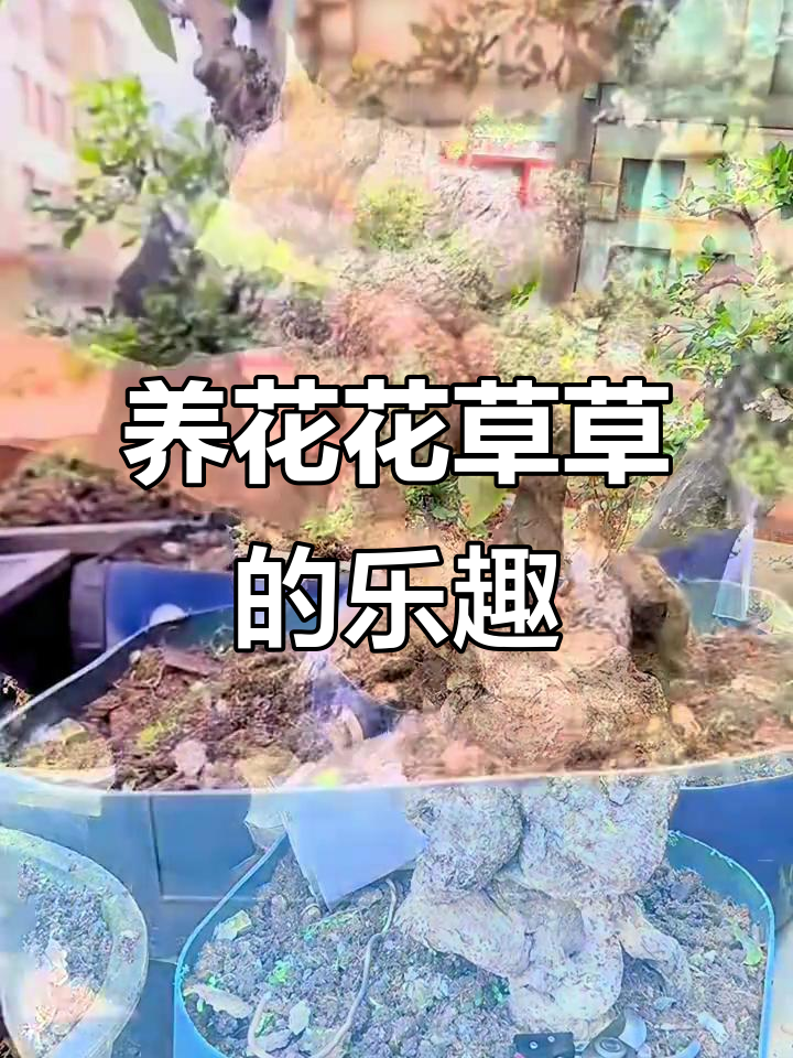 鸡血藤怪桩盆景:从小苗到繁茂,养花治愈心灵