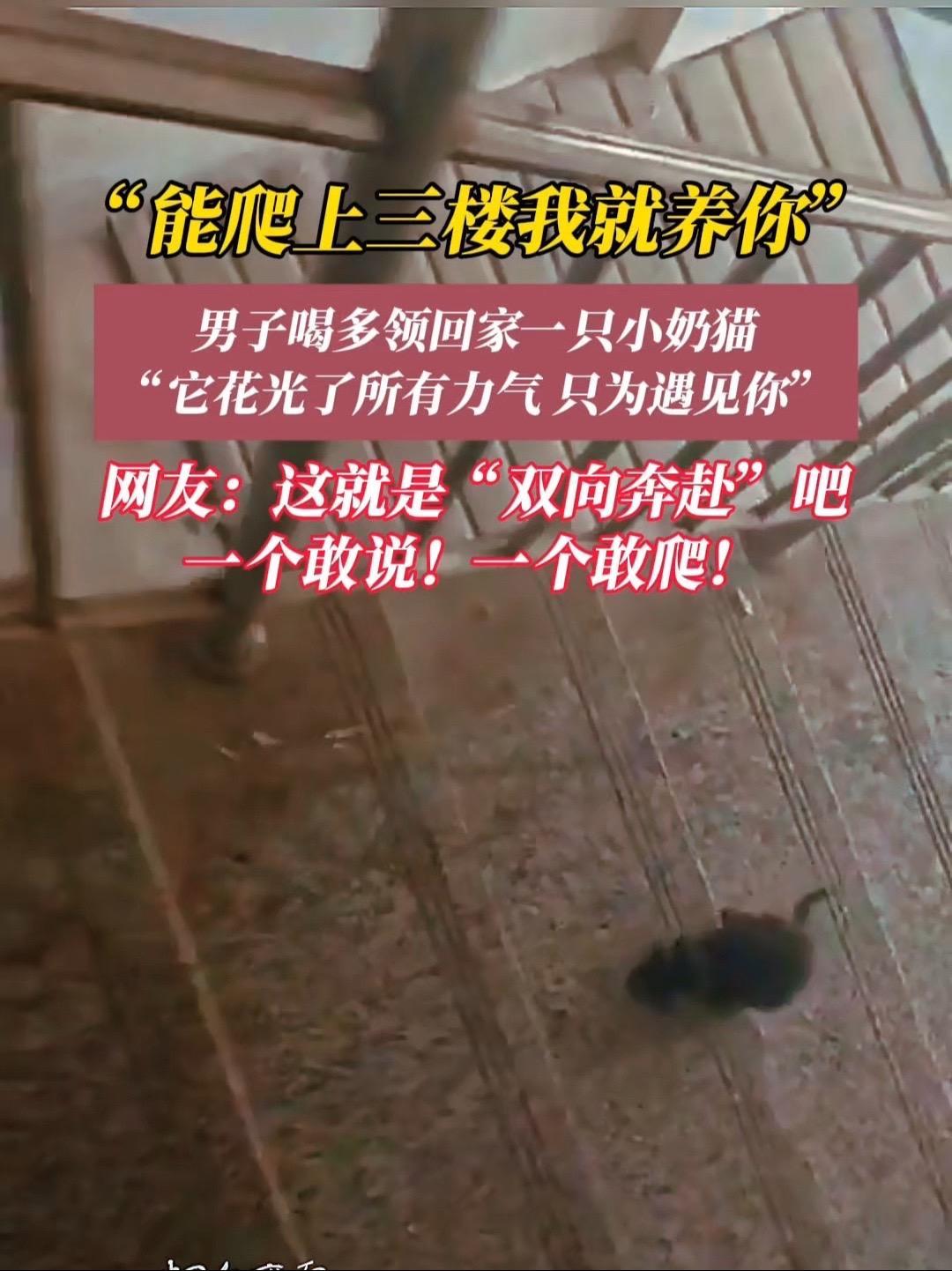 5月1日(采访时间),山东荣成。一句“你能跟上来我就养你”,小奶猫花光了所有力气……@旺旺