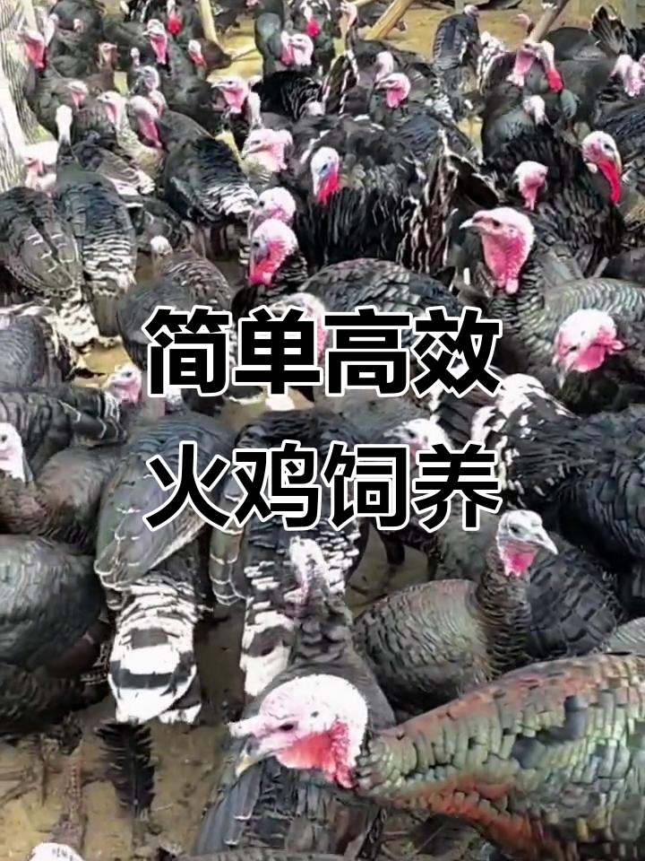 火鸡养殖轻松入门,青铜与尼古拉品种详解