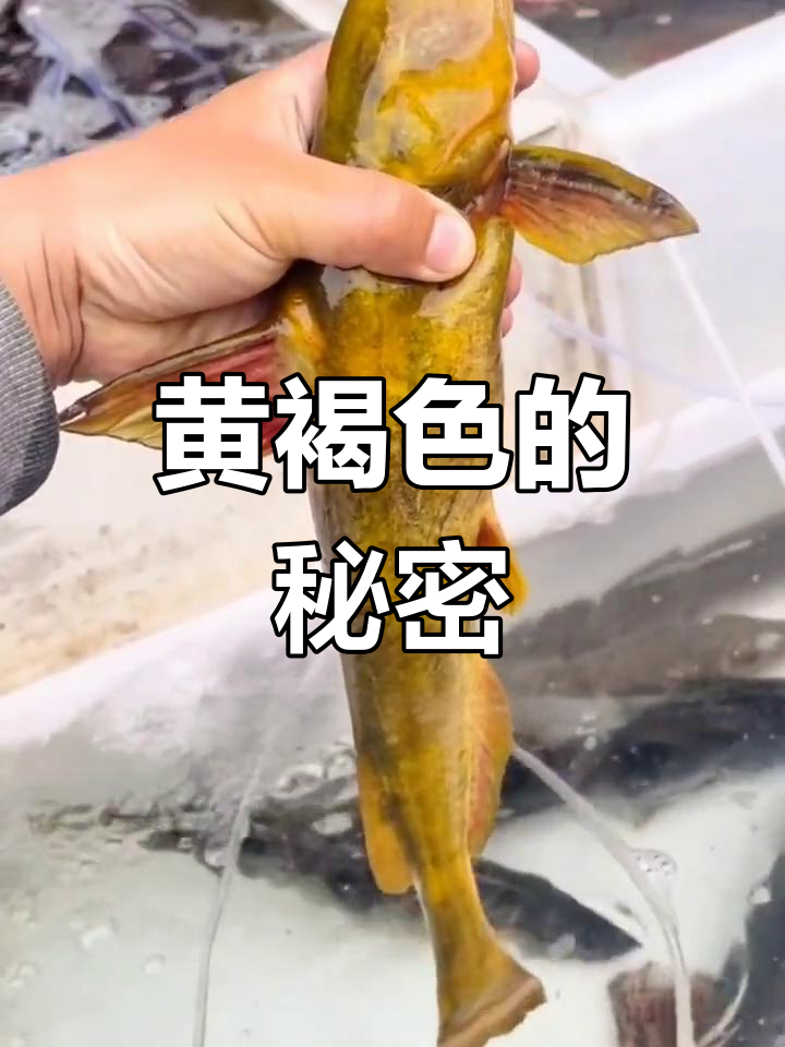牛尾巴鱼,黄褐色底层杂食鱼类