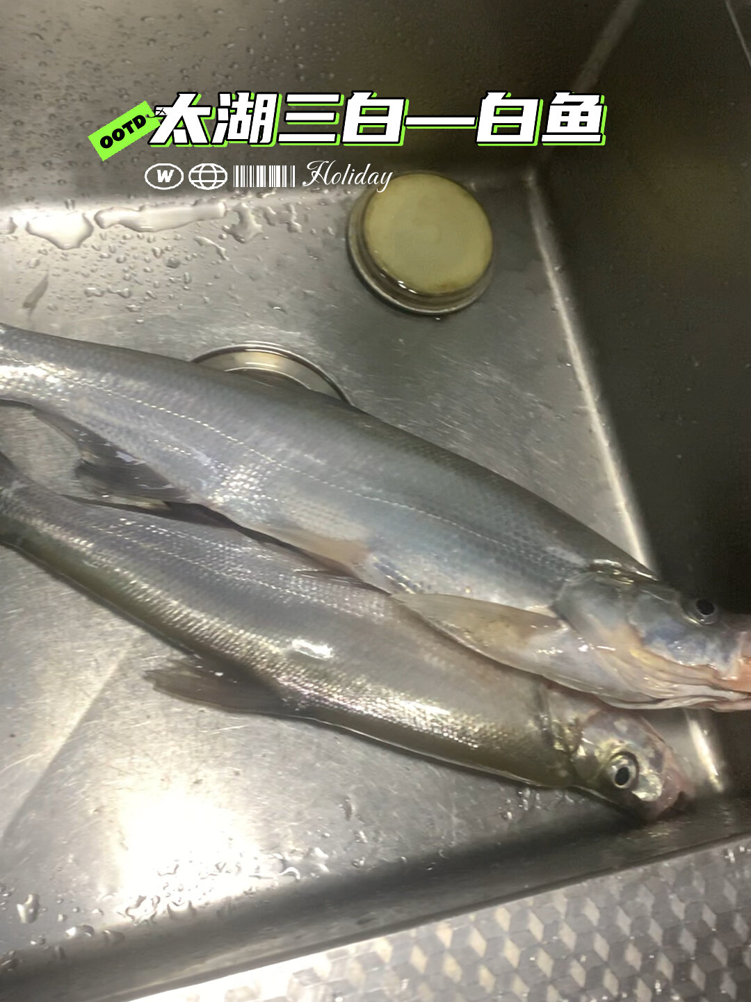 太湖有三白:白鱼 白虾 银鱼