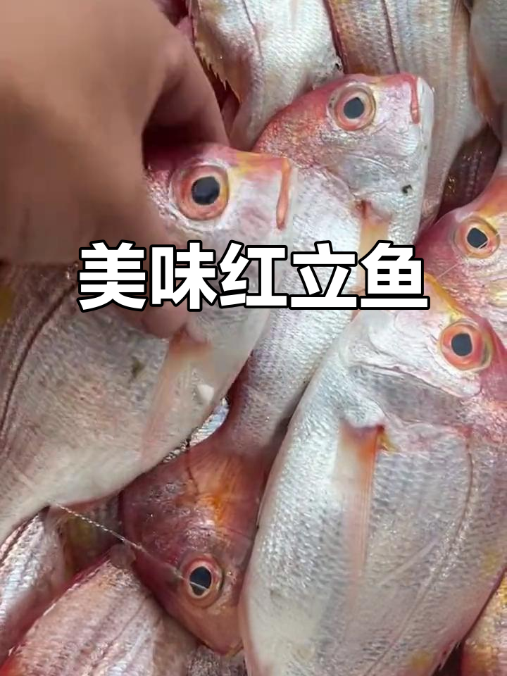 红立鱼鲜美可口,肉质细腻,做法多样