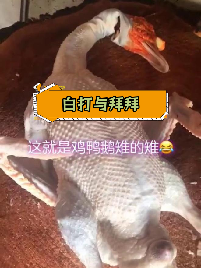 鸡鸭鹅雉的奇妙关系