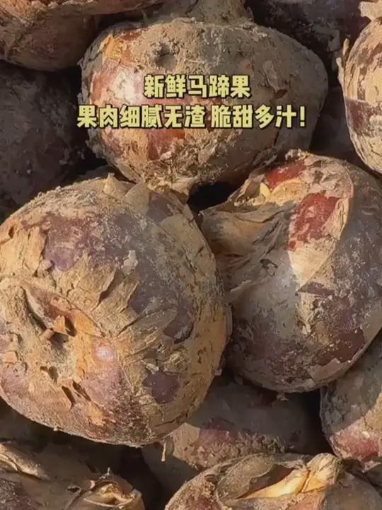 这个吃一次就会爱上的马蹄果你们吃过吗?清甜无渣,清脆爽口,生吃炒菜煲汤都很不错 马蹄荸荠优