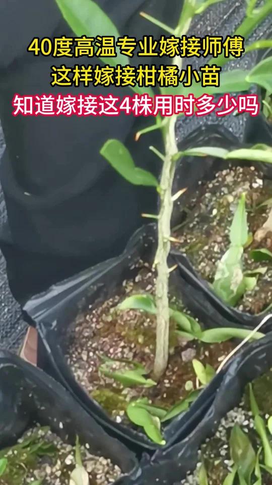 40度高温烈日下工人嫁接4株柑橘要多少时间