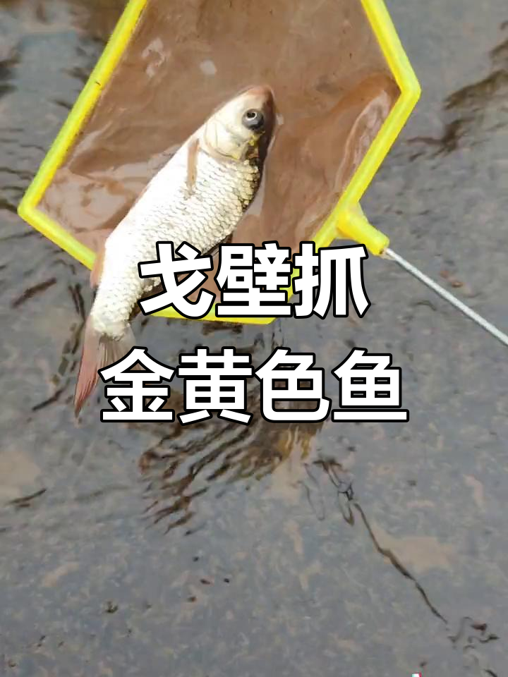 戈壁滩惊现黄金鱼,变异五花鱼也来凑热闹