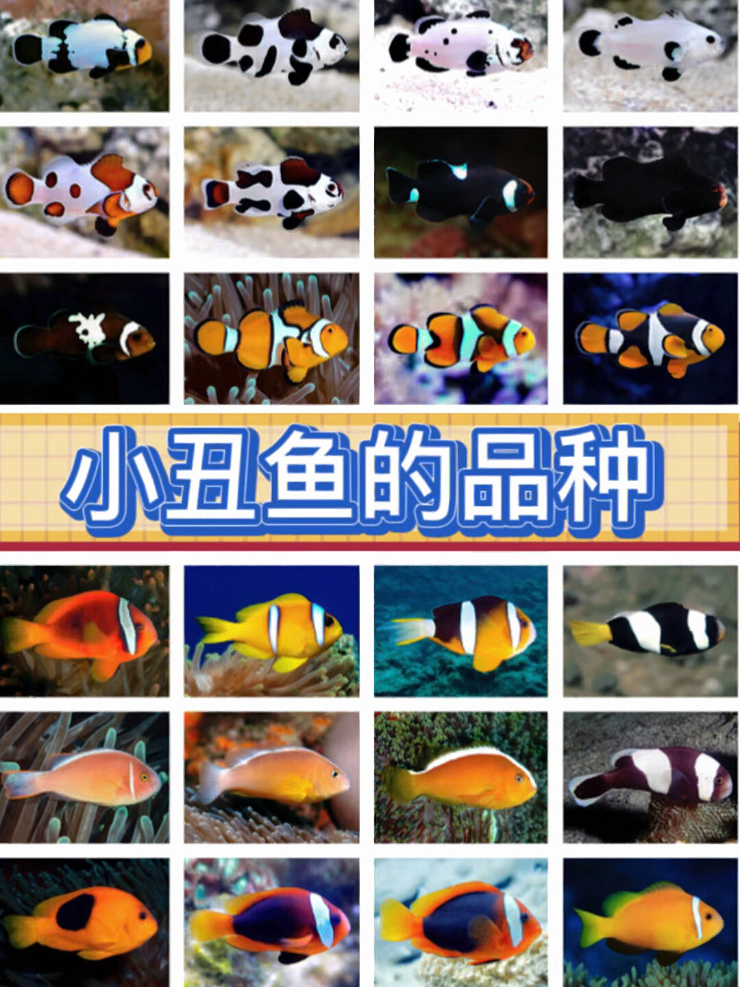 小丑鱼的种类繁多