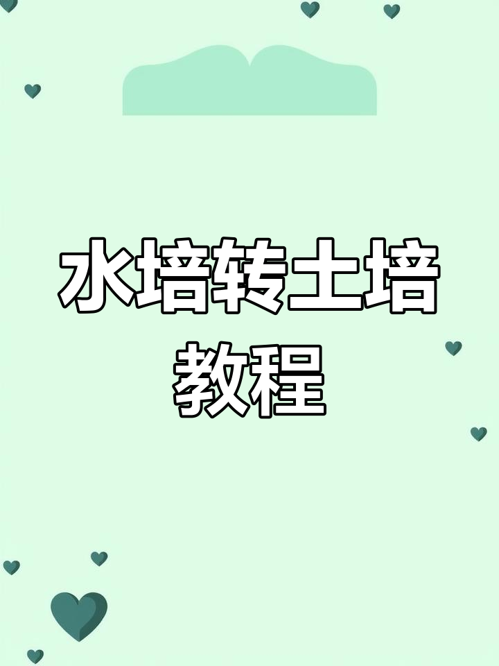 鸭脚木水培转土培,简单步骤教你搞定