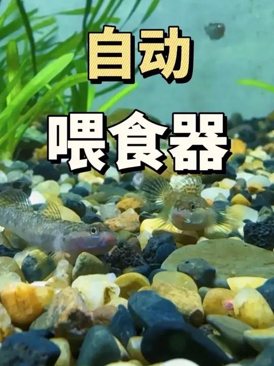 年底有出行计划的鱼友,是时候准备一个自动喂食器了