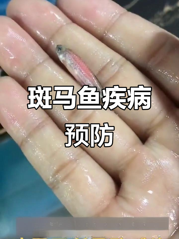 斑马鱼常见疾病与防治技巧，水质管理很重要