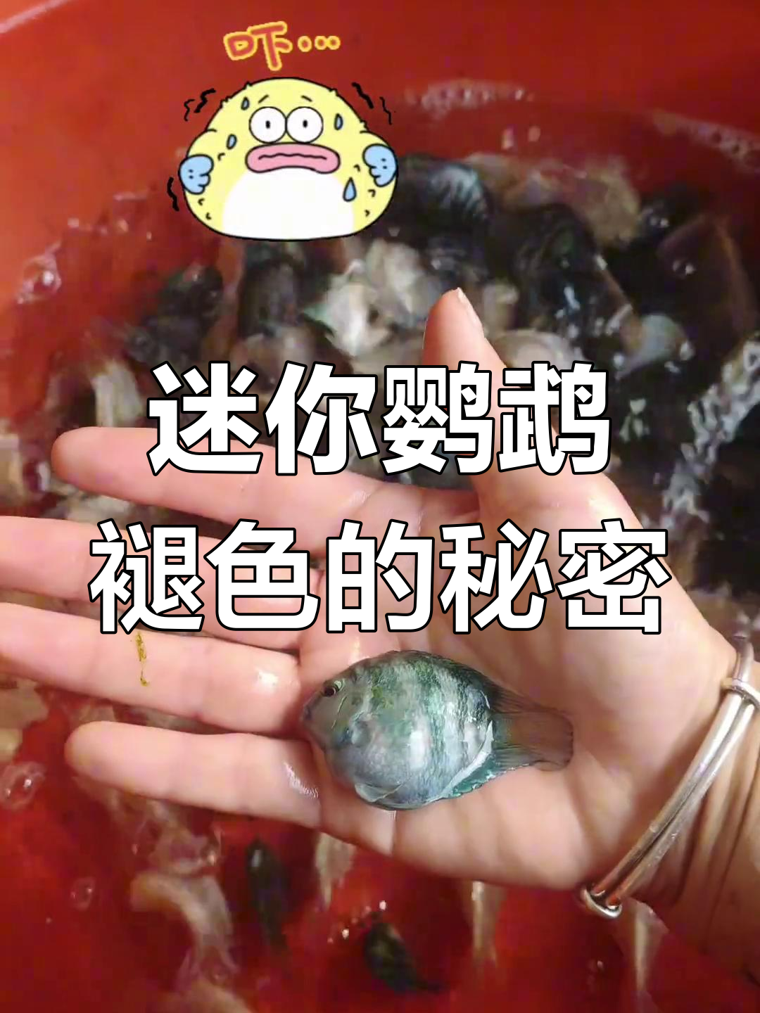 迷你鹦鹉鱼掉色原因大揭秘:惊吓让颜色变浅