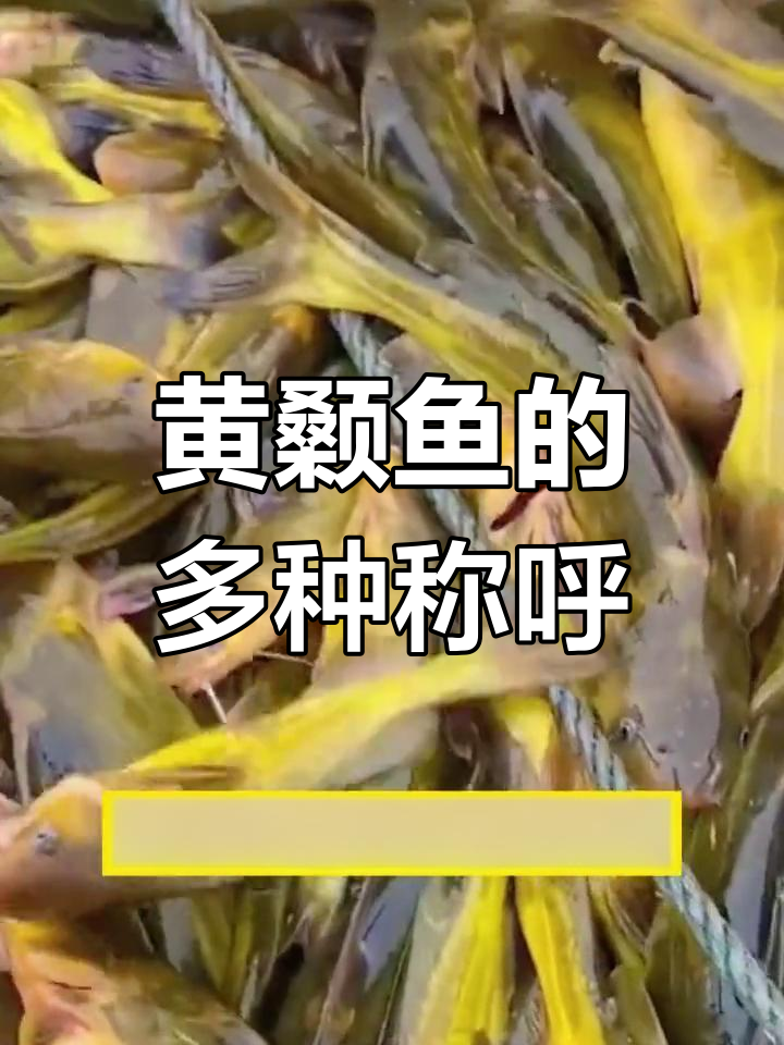 河南人叫黄哥的鱼,学名竟然是这个!
