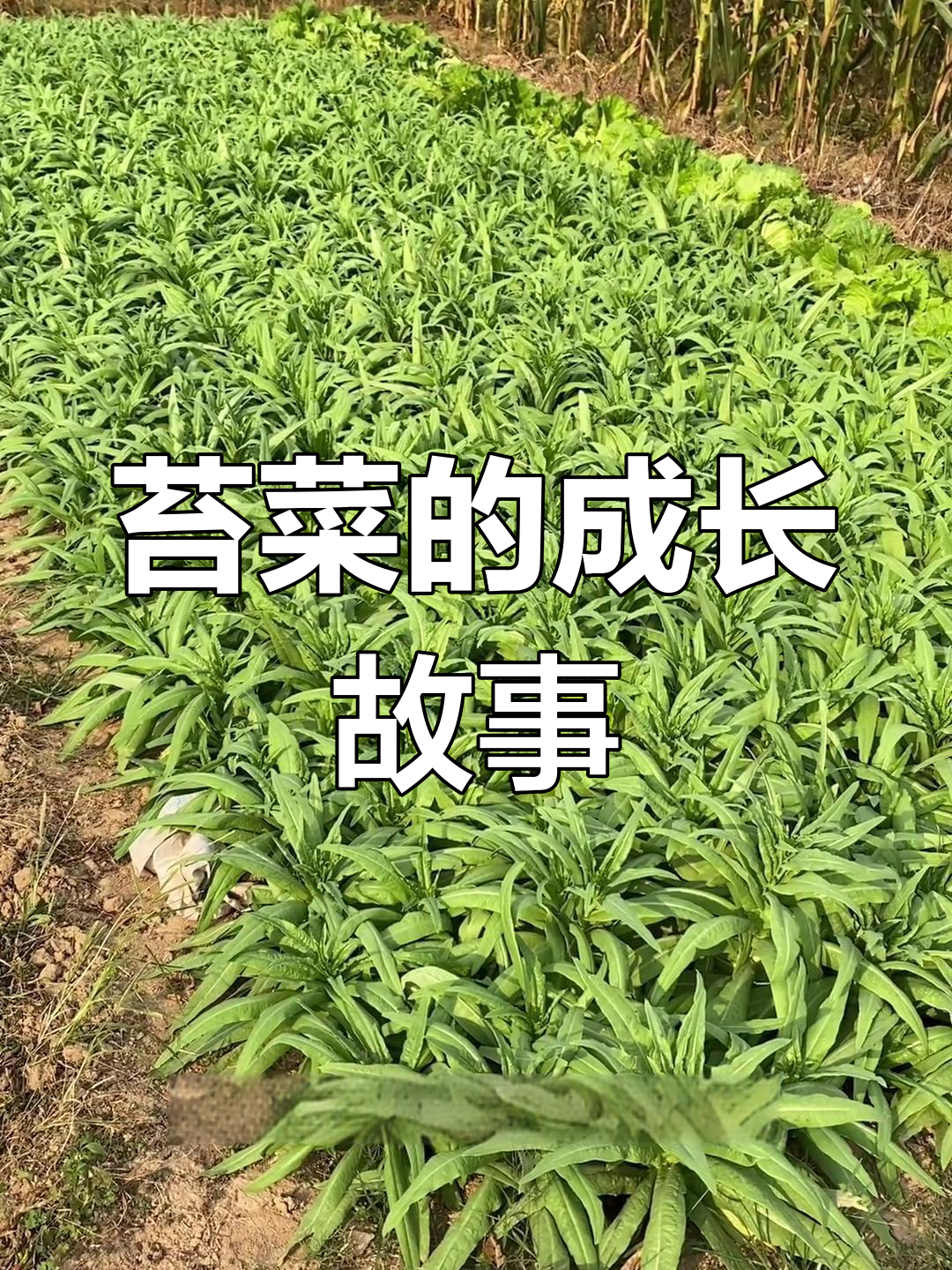 苔菜生长揭秘:从井口到农田的秘密