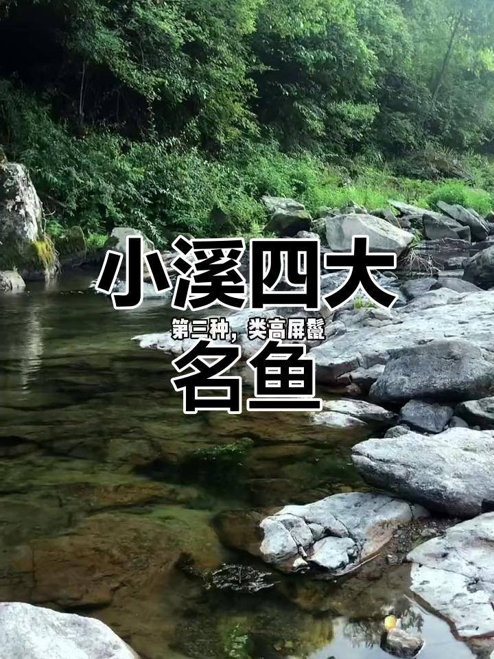 南方小溪常见四种观赏鱼,你认识几种?