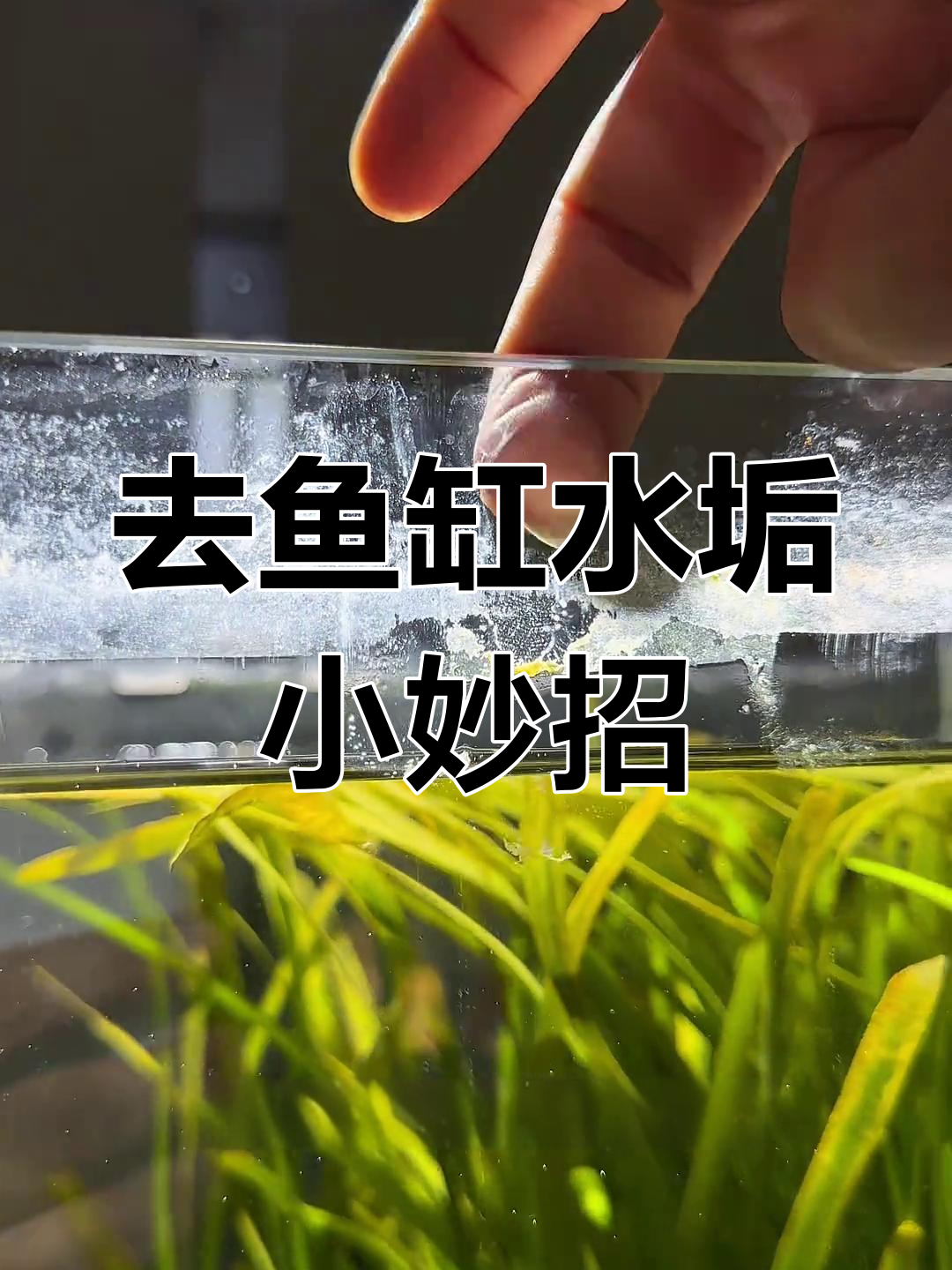 鱼缸水垢轻松去除,简单几步搞定顽固污渍