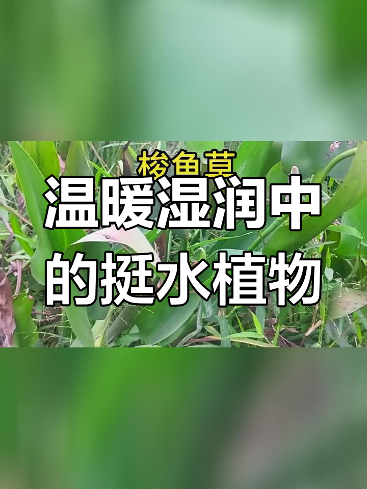 梭鱼草的分布与生长环境