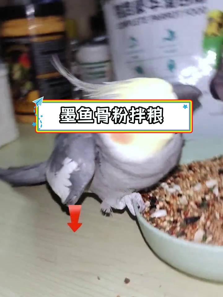 墨鱼骨粉喂鹦鹉,轻松补钙不浪费