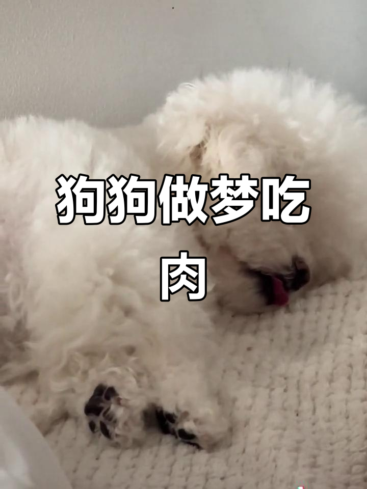小狗梦中吃肉,表情超萌像宝宝