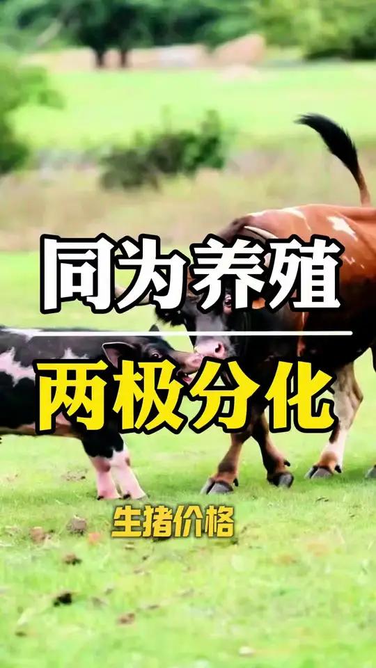 过完年的猪价直接跳水，而活牛的价格则在猛涨，你知道为什么吗？#生猪价格 #猪肉 #养殖 #