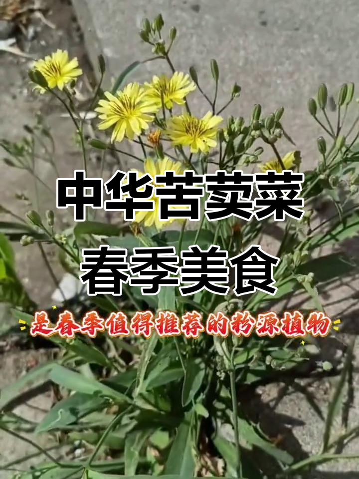 春天里的美味野菜：中华苦荬菜的独特价值与食用方法