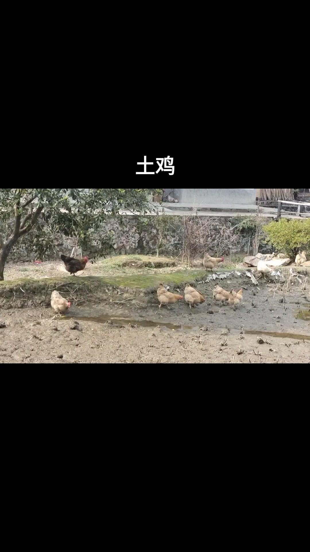 农村散养土鸡 每天都记录我的农村真实生活日常