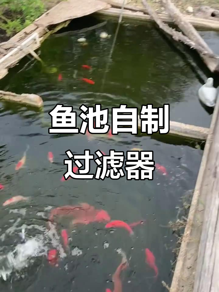 自制鱼池净水器，轻松过滤杂质！