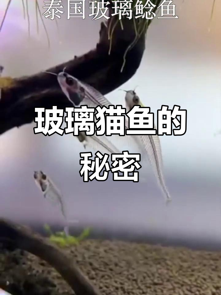 玻璃猫鱼：透明如水，神秘似猫的奇特观赏鱼