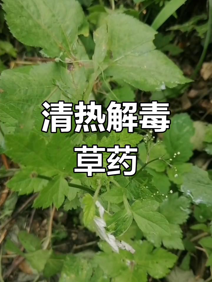 鸭脚板草与鸭跖草的清热功效