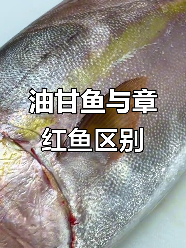 油甘鱼和章红鱼的差别,你了解吗?