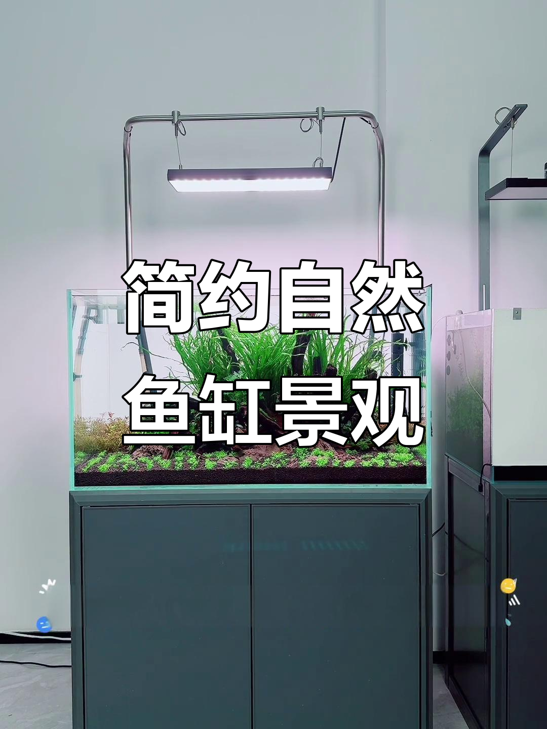 简单清爽鱼缸造景,沉木与水草完美搭配
