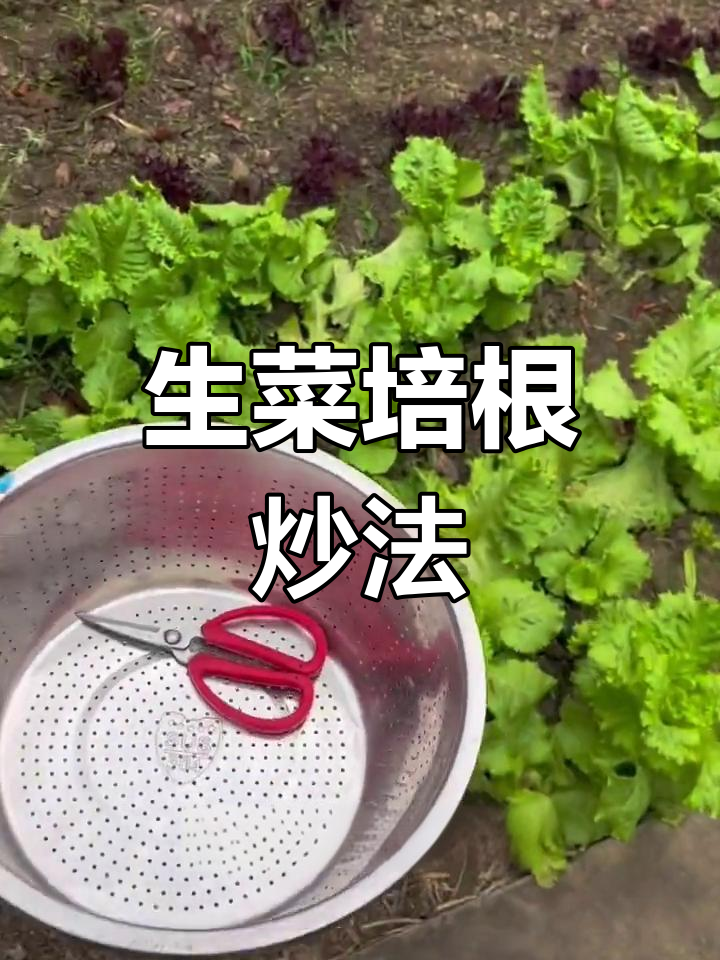 新鲜生菜搭配培根,简单又美味
