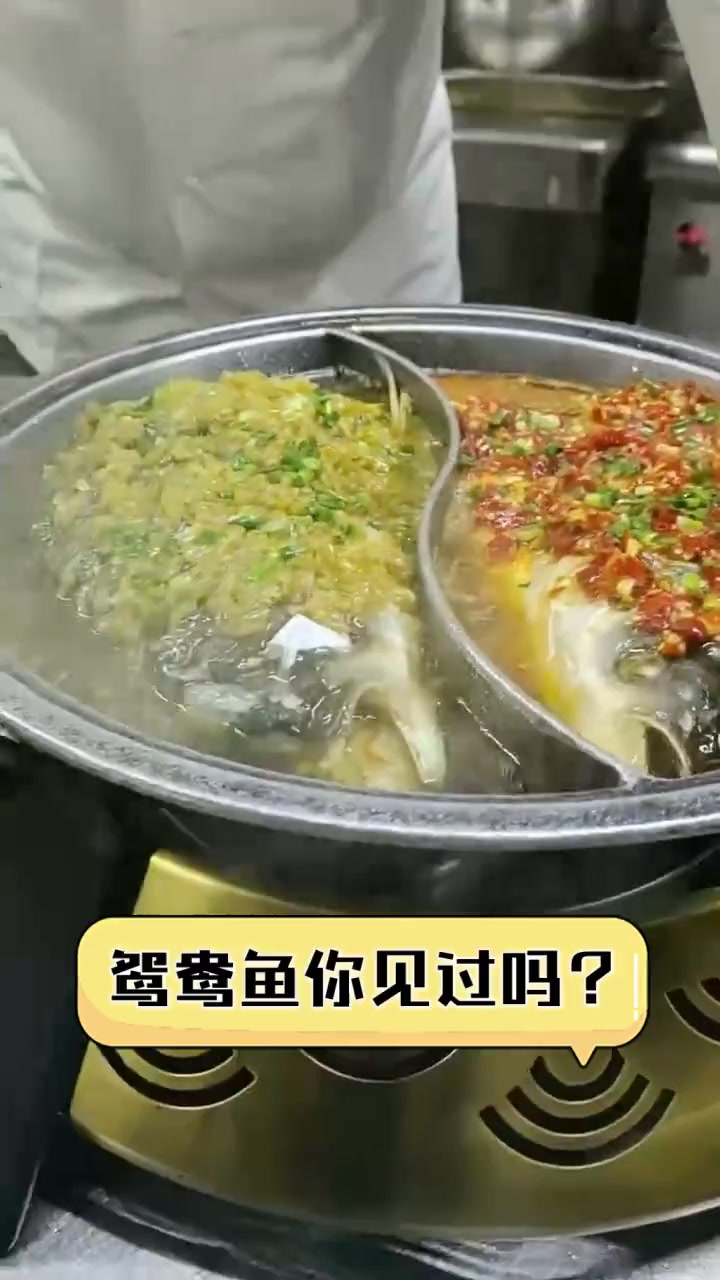 鸳鸯鱼你见过吗?