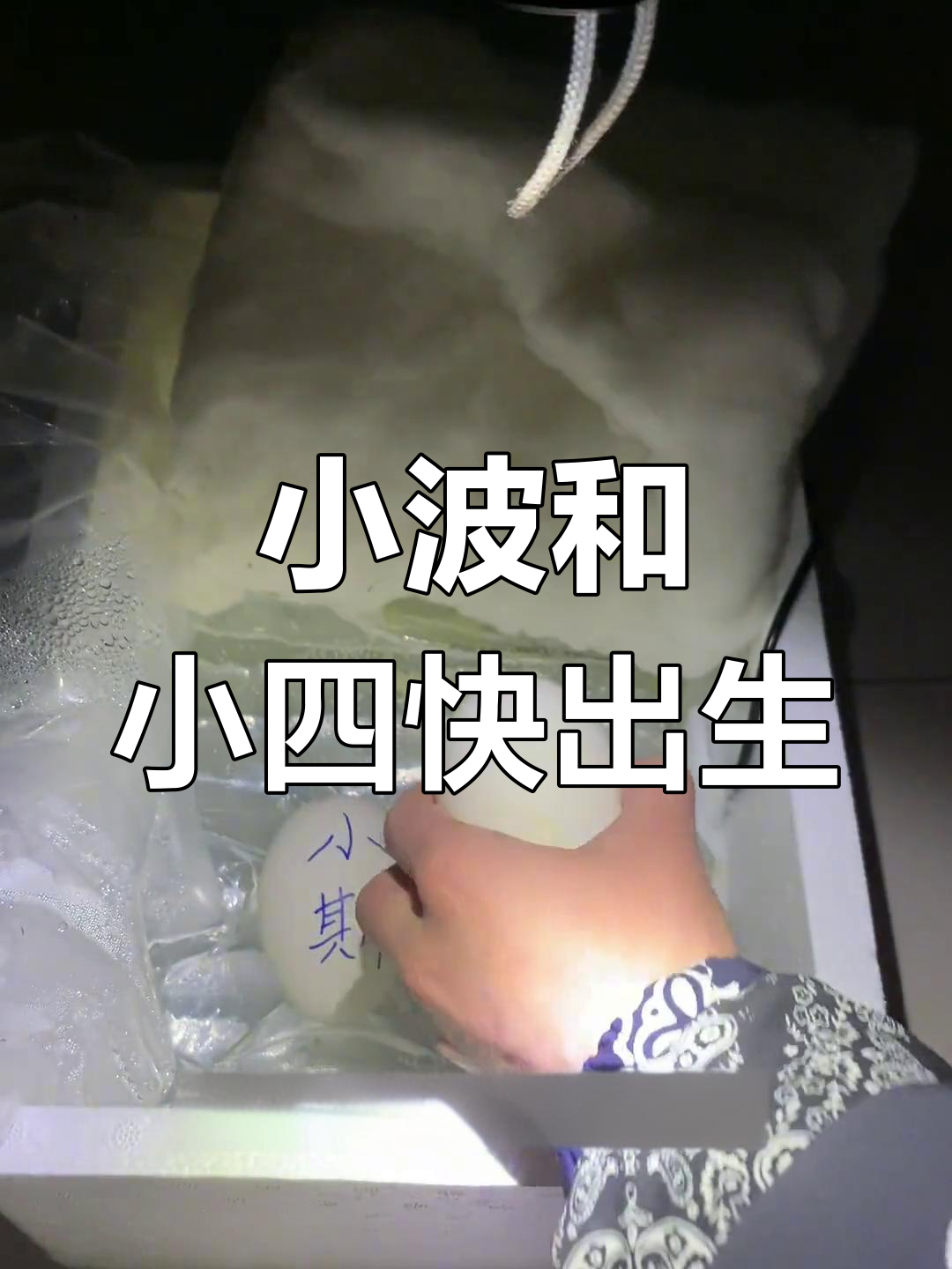 翻毛鹅孵化倒计时,两只小生命即将诞生!