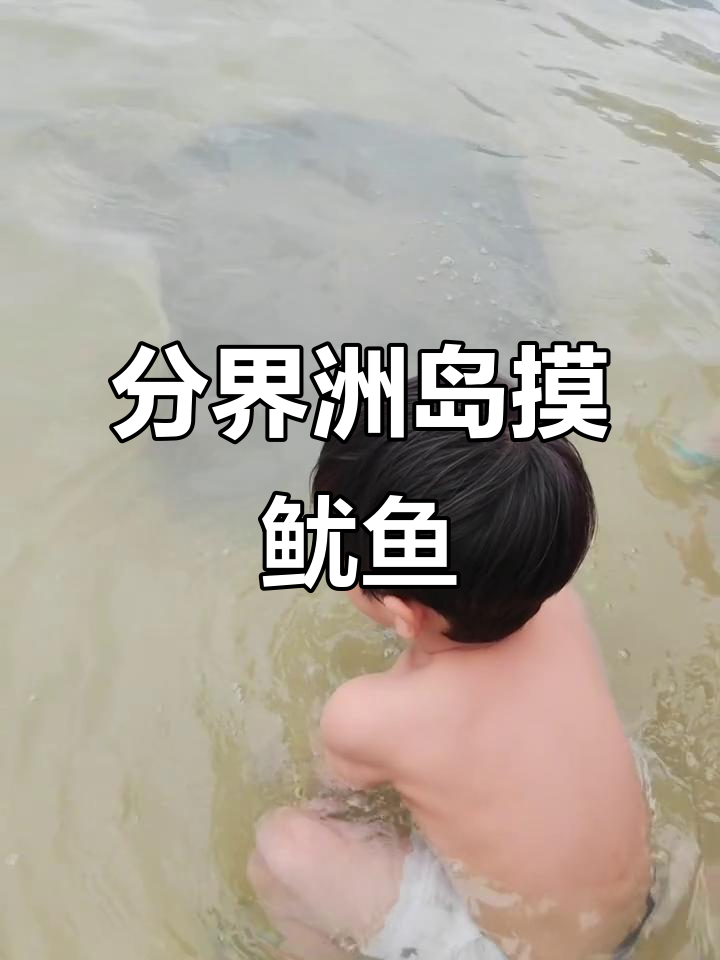 来分界洲岛必摸鳐鱼,软乎乎的小翅膀超萌